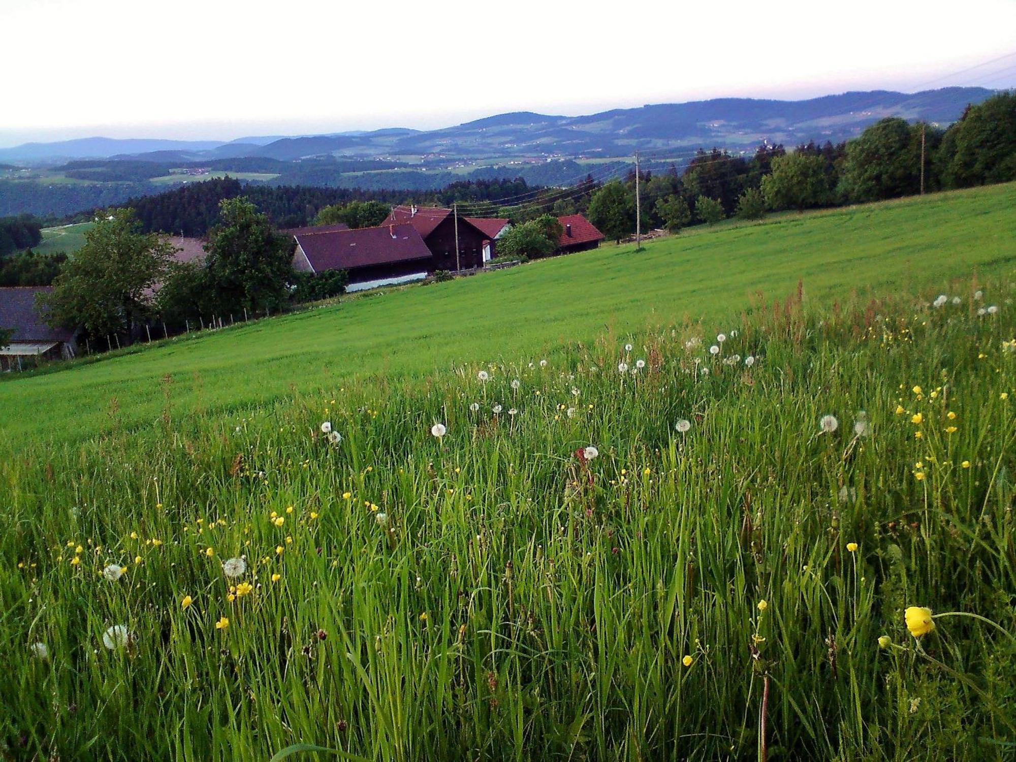 Gasthof-Pension Zum Haugstein - Familie Eder Engelhartszell Εξωτερικό φωτογραφία